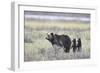 Grizzly Bear sow and two cubs of the year or spring cubs, Yellowstone Nat'l Park, Wyoming, USA-James Hager-Framed Photographic Print