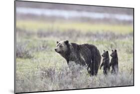 Grizzly Bear sow and two cubs of the year or spring cubs, Yellowstone Nat'l Park, Wyoming, USA-James Hager-Mounted Photographic Print