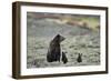 Grizzly Bear sow and two cubs of the year or spring cubs, Yellowstone Nat'l Park, Wyoming, USA-James Hager-Framed Photographic Print