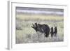 Grizzly Bear sow and two cubs of the year or spring cubs, Yellowstone Nat'l Park, Wyoming, USA-James Hager-Framed Photographic Print