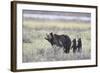 Grizzly Bear sow and two cubs of the year or spring cubs, Yellowstone Nat'l Park, Wyoming, USA-James Hager-Framed Photographic Print