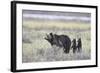 Grizzly Bear sow and two cubs of the year or spring cubs, Yellowstone Nat'l Park, Wyoming, USA-James Hager-Framed Photographic Print