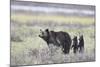Grizzly Bear sow and two cubs of the year or spring cubs, Yellowstone Nat'l Park, Wyoming, USA-James Hager-Mounted Photographic Print
