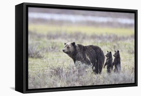 Grizzly Bear sow and two cubs of the year or spring cubs, Yellowstone Nat'l Park, Wyoming, USA-James Hager-Framed Stretched Canvas