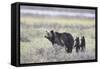 Grizzly Bear sow and two cubs of the year or spring cubs, Yellowstone Nat'l Park, Wyoming, USA-James Hager-Framed Stretched Canvas