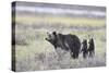 Grizzly Bear sow and two cubs of the year or spring cubs, Yellowstone Nat'l Park, Wyoming, USA-James Hager-Stretched Canvas