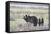 Grizzly Bear sow and two cubs of the year or spring cubs, Yellowstone Nat'l Park, Wyoming, USA-James Hager-Framed Stretched Canvas