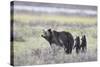 Grizzly Bear sow and two cubs of the year or spring cubs, Yellowstone Nat'l Park, Wyoming, USA-James Hager-Stretched Canvas