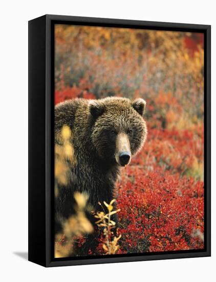 Grizzly Bear Standing Amongst Alpine Blueberries, Denali National Park, Alaska, USA-Hugh Rose-Framed Stretched Canvas