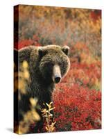 Grizzly Bear Standing Amongst Alpine Blueberries, Denali National Park, Alaska, USA-Hugh Rose-Stretched Canvas