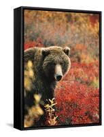 Grizzly Bear Standing Amongst Alpine Blueberries, Denali National Park, Alaska, USA-Hugh Rose-Framed Stretched Canvas