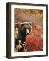 Grizzly Bear Standing Amongst Alpine Blueberries, Denali National Park, Alaska, USA-Hugh Rose-Framed Photographic Print