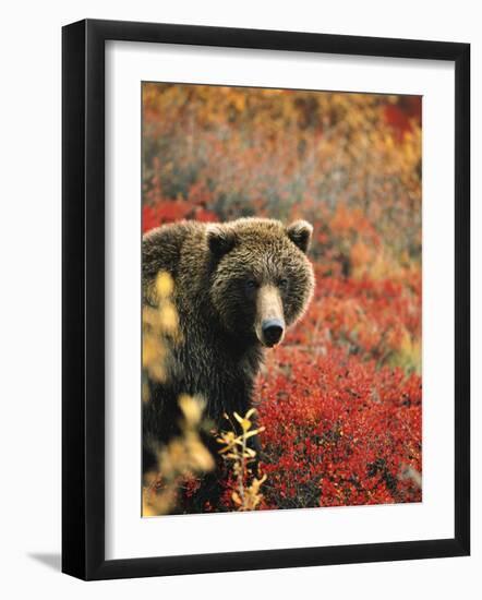 Grizzly Bear Standing Amongst Alpine Blueberries, Denali National Park, Alaska, USA-Hugh Rose-Framed Photographic Print