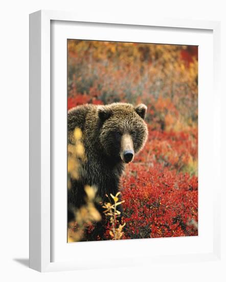 Grizzly Bear Standing Amongst Alpine Blueberries, Denali National Park, Alaska, USA-Hugh Rose-Framed Photographic Print