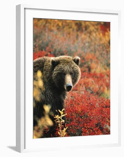 Grizzly Bear Standing Amongst Alpine Blueberries, Denali National Park, Alaska, USA-Hugh Rose-Framed Photographic Print