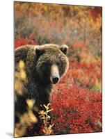 Grizzly Bear Standing Amongst Alpine Blueberries, Denali National Park, Alaska, USA-Hugh Rose-Mounted Photographic Print