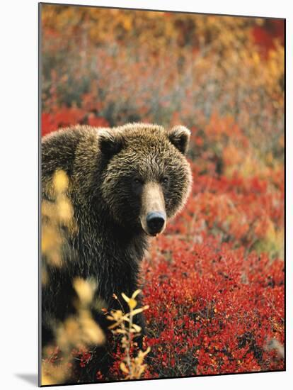 Grizzly Bear Standing Amongst Alpine Blueberries, Denali National Park, Alaska, USA-Hugh Rose-Mounted Photographic Print