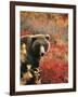 Grizzly Bear Standing Amongst Alpine Blueberries, Denali National Park, Alaska, USA-Hugh Rose-Framed Photographic Print