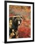 Grizzly Bear Standing Amongst Alpine Blueberries, Denali National Park, Alaska, USA-Hugh Rose-Framed Photographic Print