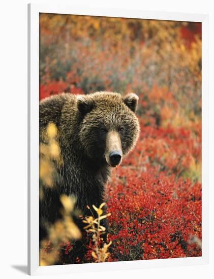 Grizzly Bear Standing Amongst Alpine Blueberries, Denali National Park, Alaska, USA-Hugh Rose-Framed Photographic Print