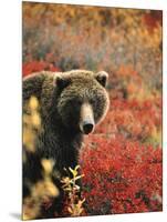 Grizzly Bear Standing Amongst Alpine Blueberries, Denali National Park, Alaska, USA-Hugh Rose-Mounted Photographic Print