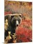 Grizzly Bear Standing Amongst Alpine Blueberries, Denali National Park, Alaska, USA-Hugh Rose-Mounted Photographic Print