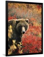 Grizzly Bear Standing Amongst Alpine Blueberries, Denali National Park, Alaska, USA-Hugh Rose-Framed Photographic Print