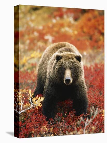 Grizzly Bear Standing Amongst Alpine Blueberries, Denali National Park, Alaska, USA-Hugh Rose-Stretched Canvas