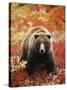 Grizzly Bear Standing Amongst Alpine Blueberries, Denali National Park, Alaska, USA-Hugh Rose-Stretched Canvas