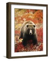 Grizzly Bear Standing Amongst Alpine Blueberries, Denali National Park, Alaska, USA-Hugh Rose-Framed Photographic Print