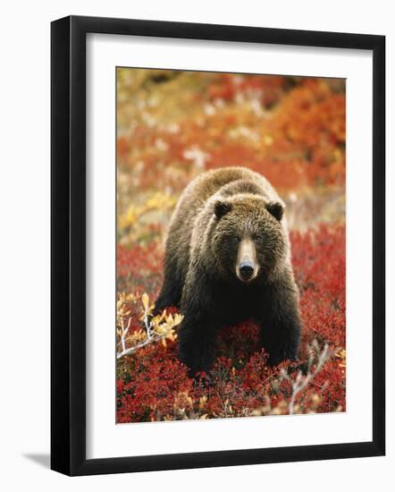 Grizzly Bear Standing Amongst Alpine Blueberries, Denali National Park, Alaska, USA-Hugh Rose-Framed Photographic Print