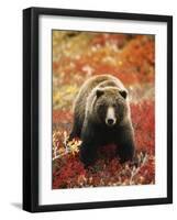 Grizzly Bear Standing Amongst Alpine Blueberries, Denali National Park, Alaska, USA-Hugh Rose-Framed Photographic Print