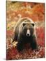 Grizzly Bear Standing Amongst Alpine Blueberries, Denali National Park, Alaska, USA-Hugh Rose-Mounted Photographic Print