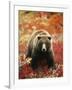 Grizzly Bear Standing Amongst Alpine Blueberries, Denali National Park, Alaska, USA-Hugh Rose-Framed Photographic Print