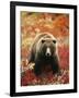 Grizzly Bear Standing Amongst Alpine Blueberries, Denali National Park, Alaska, USA-Hugh Rose-Framed Photographic Print