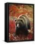 Grizzly Bear Standing Amongst Alpine Blueberries, Denali National Park, Alaska, USA-Hugh Rose-Framed Stretched Canvas