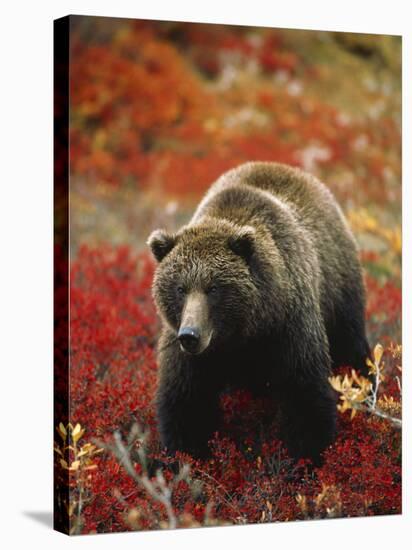 Grizzly Bear Standing Amongst Alpine Blueberries, Denali National Park, Alaska, USA-Hugh Rose-Stretched Canvas