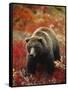 Grizzly Bear Standing Amongst Alpine Blueberries, Denali National Park, Alaska, USA-Hugh Rose-Framed Stretched Canvas