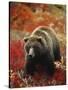 Grizzly Bear Standing Amongst Alpine Blueberries, Denali National Park, Alaska, USA-Hugh Rose-Stretched Canvas