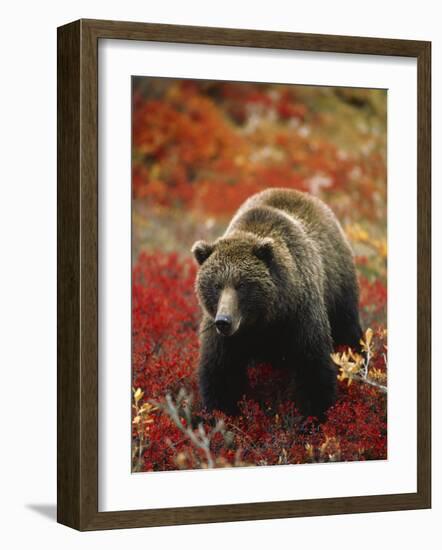 Grizzly Bear Standing Amongst Alpine Blueberries, Denali National Park, Alaska, USA-Hugh Rose-Framed Photographic Print