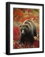 Grizzly Bear Standing Amongst Alpine Blueberries, Denali National Park, Alaska, USA-Hugh Rose-Framed Photographic Print