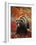 Grizzly Bear Standing Amongst Alpine Blueberries, Denali National Park, Alaska, USA-Hugh Rose-Framed Photographic Print