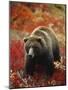 Grizzly Bear Standing Amongst Alpine Blueberries, Denali National Park, Alaska, USA-Hugh Rose-Mounted Photographic Print