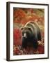 Grizzly Bear Standing Amongst Alpine Blueberries, Denali National Park, Alaska, USA-Hugh Rose-Framed Photographic Print