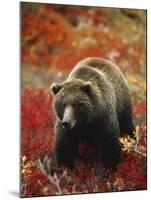Grizzly Bear Standing Amongst Alpine Blueberries, Denali National Park, Alaska, USA-Hugh Rose-Mounted Photographic Print