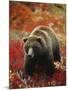 Grizzly Bear Standing Amongst Alpine Blueberries, Denali National Park, Alaska, USA-Hugh Rose-Mounted Photographic Print