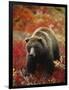 Grizzly Bear Standing Amongst Alpine Blueberries, Denali National Park, Alaska, USA-Hugh Rose-Framed Photographic Print