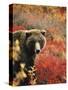 Grizzly Bear Standing Amongst Alpine Blueberries, Denali National Park, Alaska, USA-Hugh Rose-Stretched Canvas