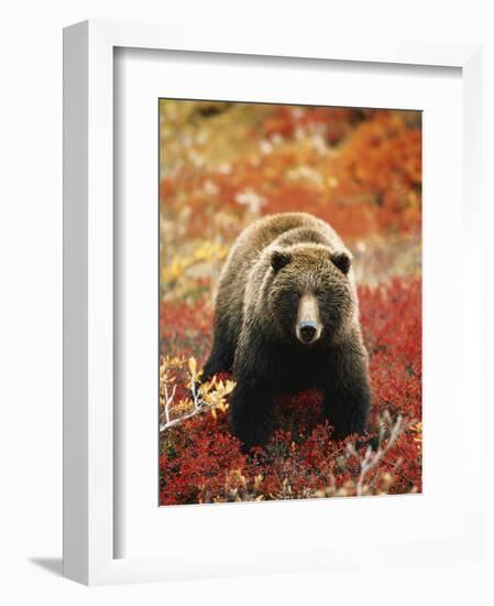 Grizzly Bear Standing Amongst Alpine Blueberries, Denali National Park, Alaska, USA-Hugh Rose-Framed Photographic Print