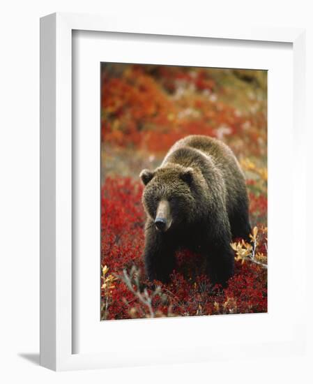 Grizzly Bear Standing Amongst Alpine Blueberries, Denali National Park, Alaska, USA-Hugh Rose-Framed Photographic Print